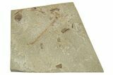 Fossil Cranefly (Tipulidae) - Green River Formation, Colorado #286424-1